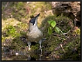 Groene Specht, European Green Woodpecker, Picus viridis Location: Twente. the Netherlands Groene Specht MG 0081 kopie